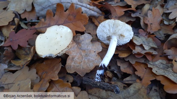 Tricholoma lascivum