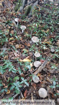 Clitocybe nebularis