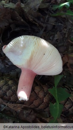 Russula amoena