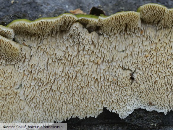 Irpex lacteus
