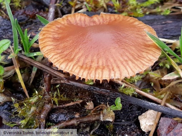 Tubaria pellucida