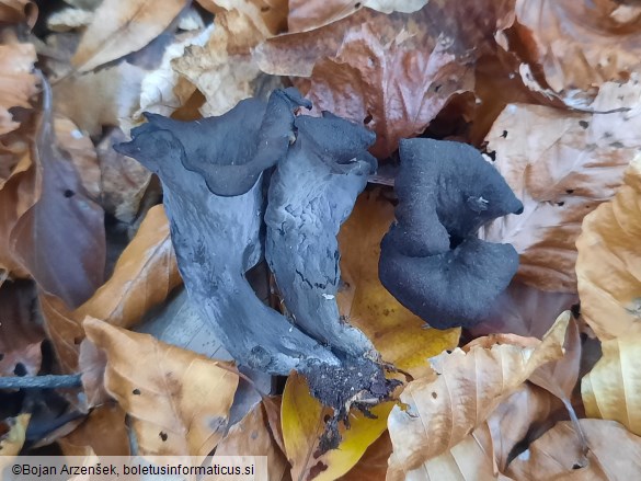 Craterellus cornucopioides