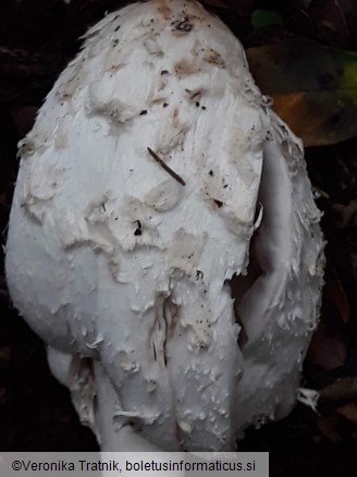 Coprinus comatus