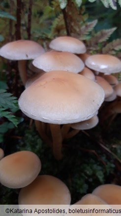 Hypholoma capnoides