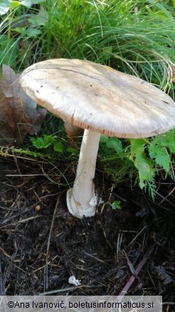 Volvariella gloiocephala