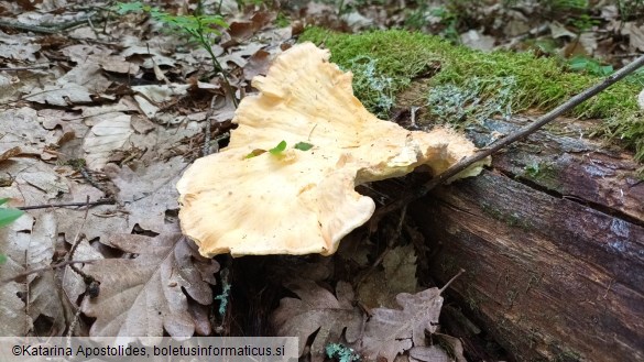 Laetiporus sulphureus