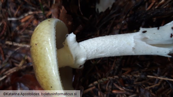 Amanita phalloides