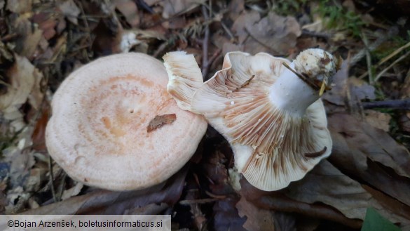 Lactarius chrysorrheus