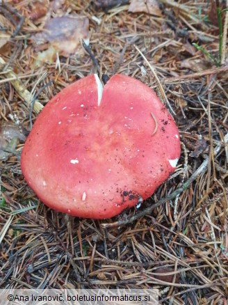 Russula rosea