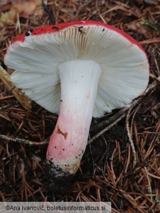 Russula rosea