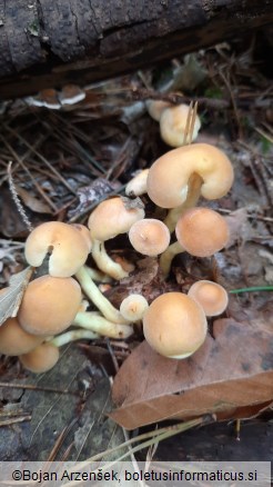 Hypholoma fasciculare