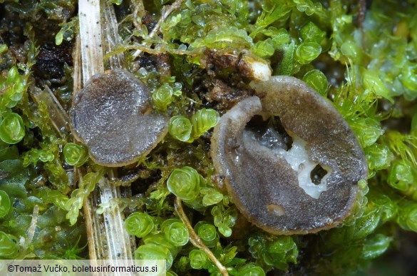 Pindara terrestris
