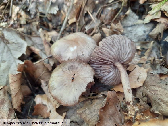 Mycena pelianthina