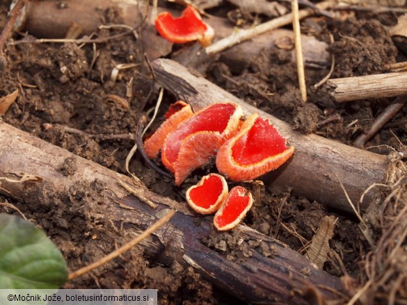 Sarcoscypha coccinea