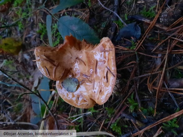 Paxillus involutus