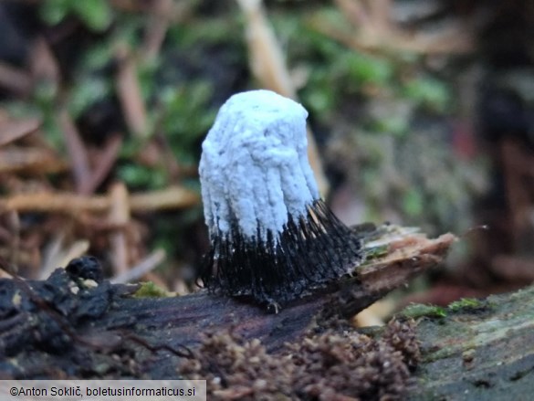 Verticillium fungicola