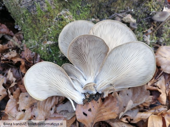 Pleurotus ostreatus