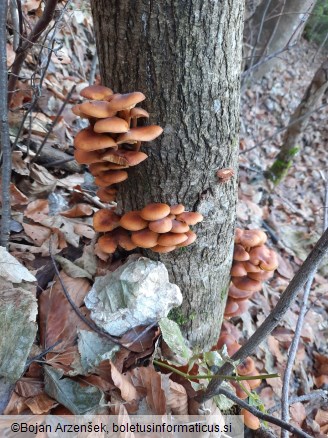 Flammulina velutipes