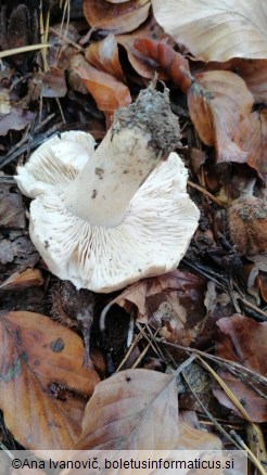 Tricholoma pardinum