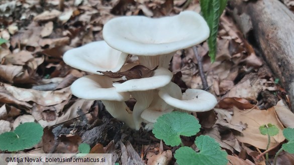 Pleurotus cornucopiae