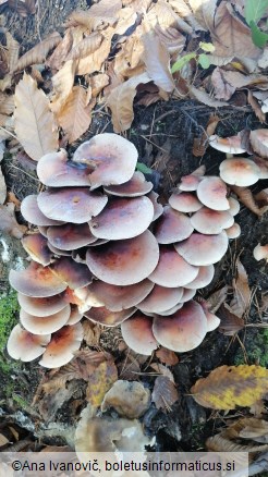 Hypholoma sublateritium