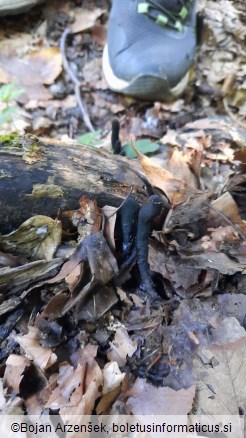 Xylaria longipes