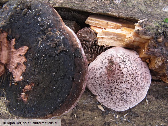 Fomitopsis rosea