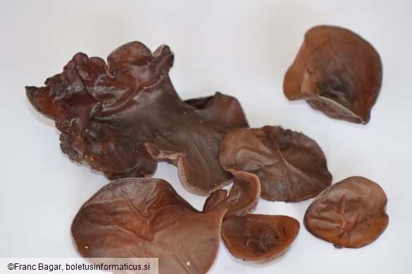 Auricularia auricula-judae