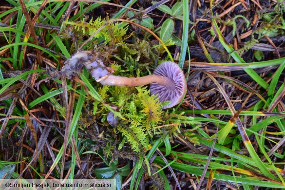 Laccaria bicolor