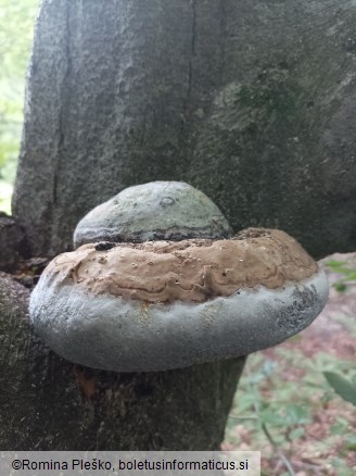 Fomes fomentarius