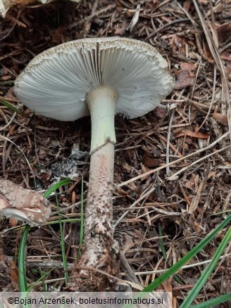 Amanita rubescens var. annulosulphurea