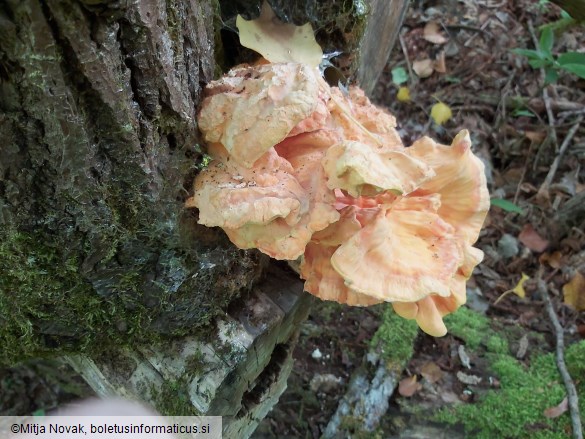 Laetiporus sulphureus