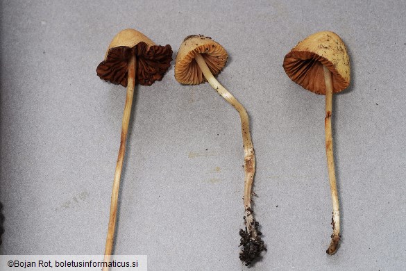 Conocybe rickenii