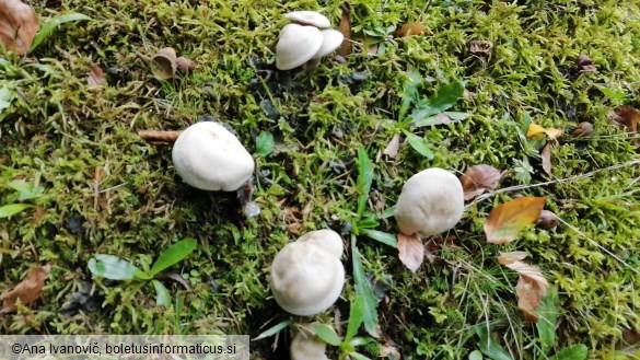 Entoloma rhodopolium