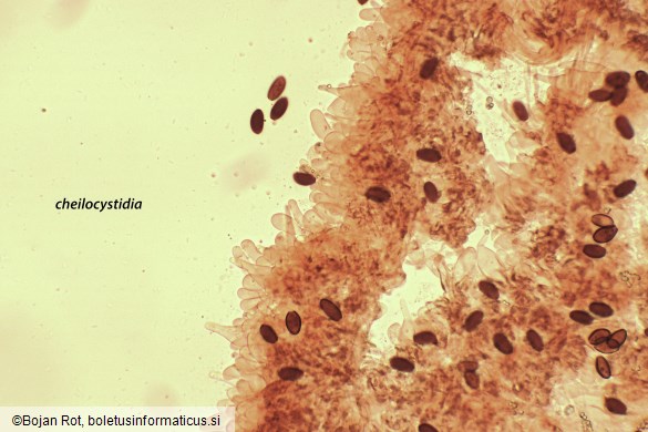 Psathyrella corrugis