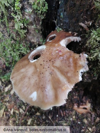 Pluteus cervinus