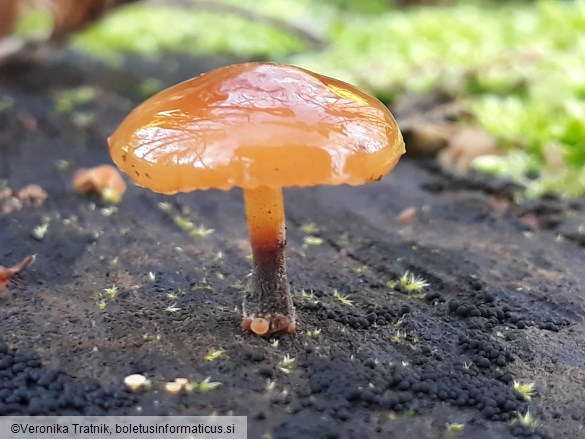 Flammulina velutipes