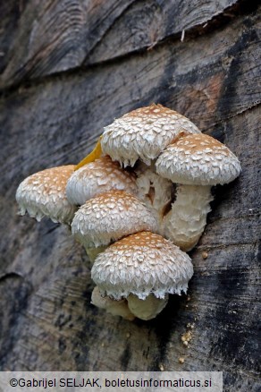 Pholiota populnea