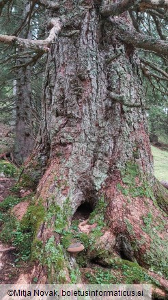 Phellinus hartigii