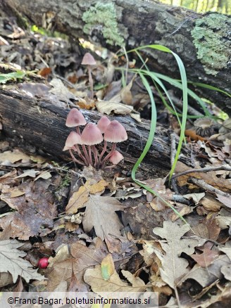 Mycena haematopus