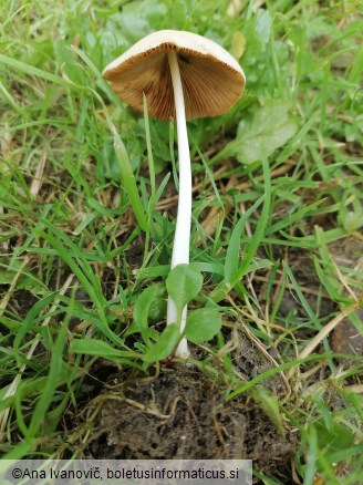 Conocybe lactea