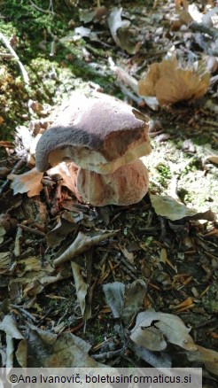 Boletus aereus