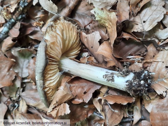 Megacollybia platyphylla