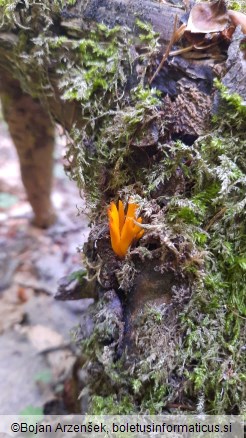 Calocera cornea