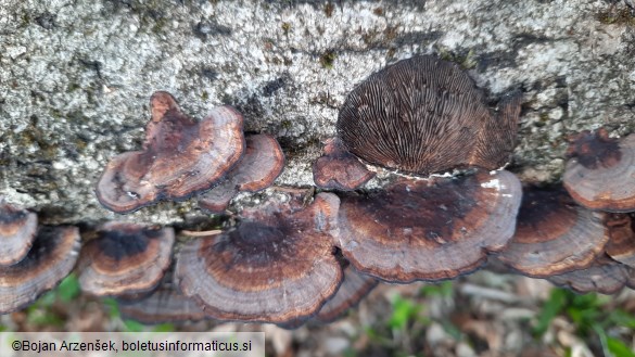 Daedaleopsis tricolor