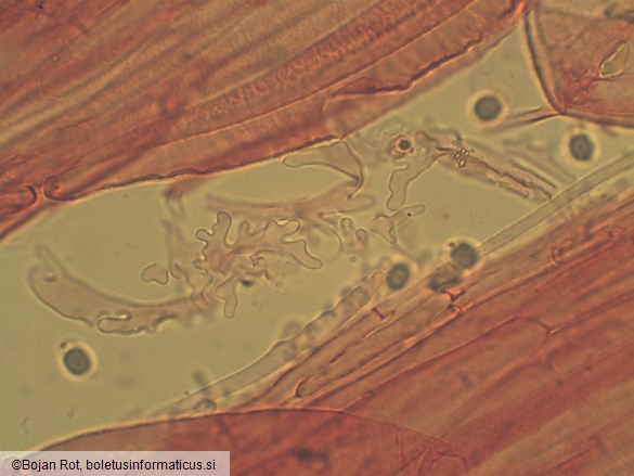 Mycena leptocephala
