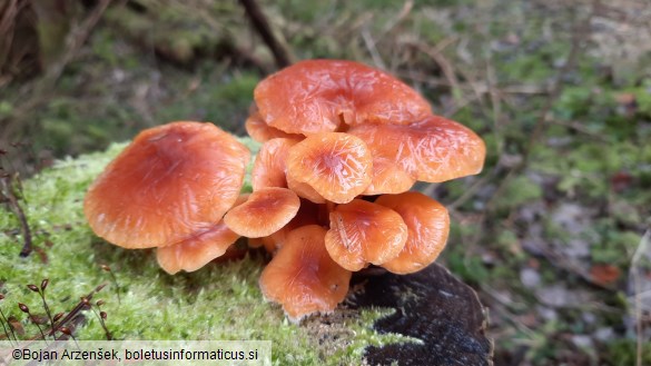 Flammulina velutipes