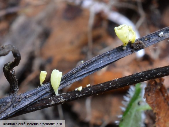 Calyptella campanula