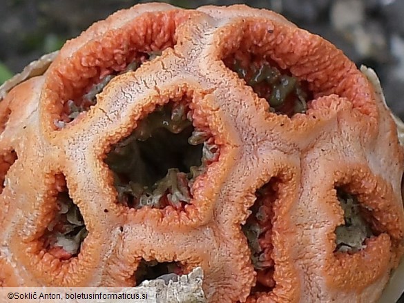Clathrus ruber