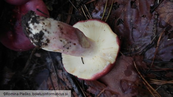 Russula